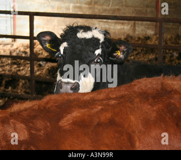 Hereford Kuh schwarz und weiß in einer Scheune, walisischen Bauernhof. VEREINIGTES KÖNIGREICH. Fleischrinder. Stockfoto