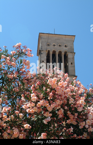 Bell Tower der Stephansdom mit Oleander Busch blüht auf Hvar Kroatien Stockfoto