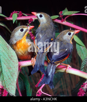 Pekin Robin / rot-billed Leiothrix Stockfoto