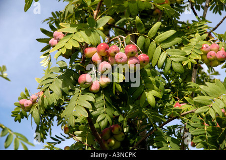 Service-Baum / Scheck Baum Stockfoto