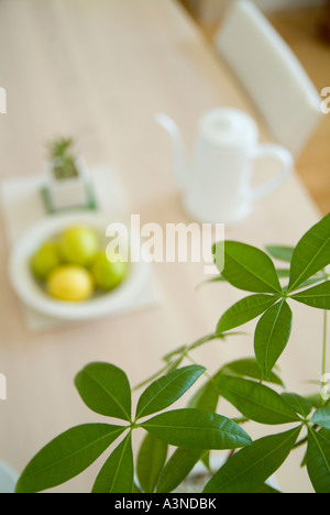 Grünes Blatt mit Zitronen auf Tisch im Hintergrund Stockfoto