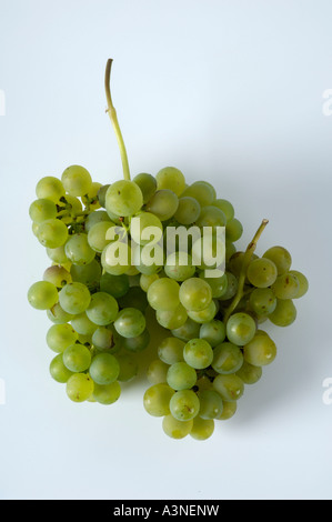 Trauben "Müller Thurgau" Stockfoto