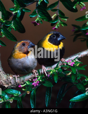 Kubanische Grassquit Stockfoto