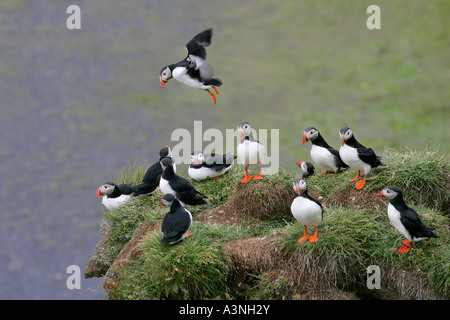 Papageitaucher Stockfoto