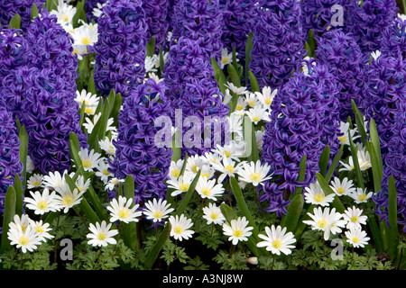 Hyazinthe und Anemone Stockfoto