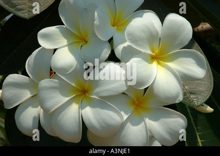 Frangipani Plumeria Rubra Acutifolia Stockfoto