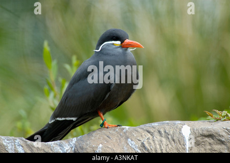 Inka-Seeschwalbe Stockfoto