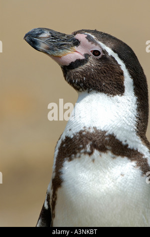 Humboldt Pinguin Stockfoto