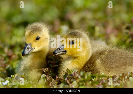 Kanada-Gans Stockfoto