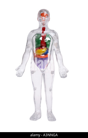 Klar Kunststoff menschlichen Körpermodell zeigt innere Organe Stockfoto