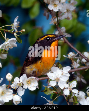 Narcissus Flycatcher Stockfoto