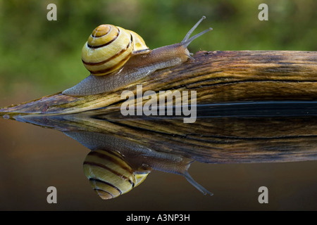 Brown-lippige Schnecke / Grove Schnecke Stockfoto