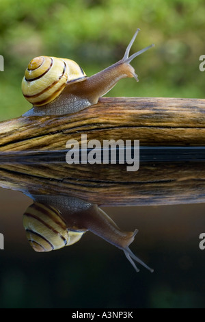 Brown-lippige Schnecke / Grove Schnecke Stockfoto