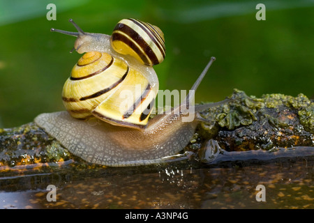 Brown-lippige Schnecke / Grove Schnecke Stockfoto