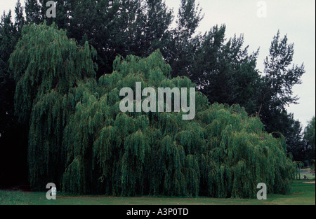 Trauerweide Baum am Rand des Golfplatzes, Chippenham, Wiltshire, England UK Stockfoto