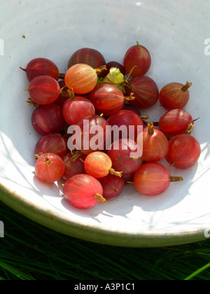 Frisch gepflückt rote Stachelbeeren in weiße Keramikschale bei Sonnenschein Stockfoto