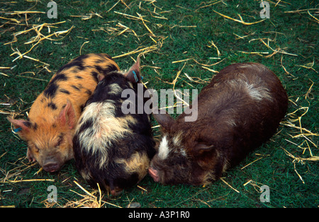 Drei Kunekune Ferkel aus Neuseeland bei Animal Farm, Kew Gardens, Surrey, UK Stockfoto
