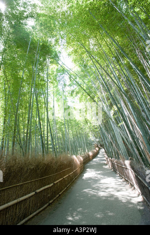 Bambushain in Sagano, Kyoto, Japan Stockfoto