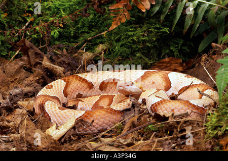 Südlichen Copperhead Agkistrodon Contortrix Contortrix USA Stockfoto