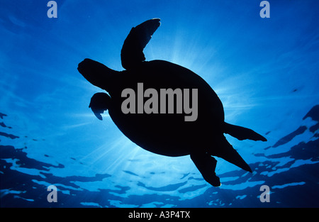 Grüne Schildkröte Chelonia Mydas Silhouette gegen die Sonne Sipadan Sabah Borneo Stockfoto