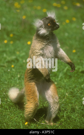 Weibliche schwarze Lemur Lemuren macaco Stockfoto