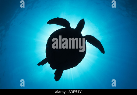 Grüne Schildkröte Chelonia Mydas Silhouette gegen die Sonne Sipadan Sabah Borneo Stockfoto