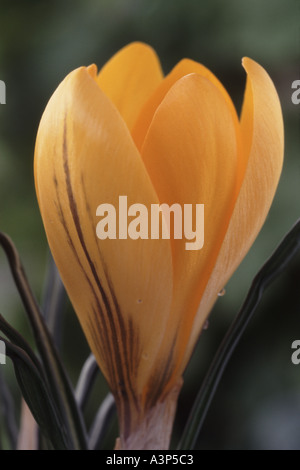 Crocus X luteus "Goldgelb". HAUPTVERSAMMLUNG Stockfoto