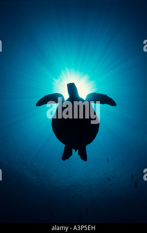 Grüne Schildkröte Chelonia Mydas Silhouette gegen die Sonne Sipadan Sabah Borneo Stockfoto