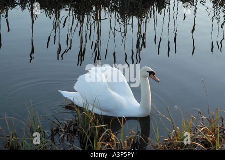 Junge Schwäne auf einem Teich in der Nähe von Bordesley Abbey Ruinen in Redditch, Worcestershire. Bordesley Abbey war der Aufstellungsort von einem königlichen swannery Stockfoto