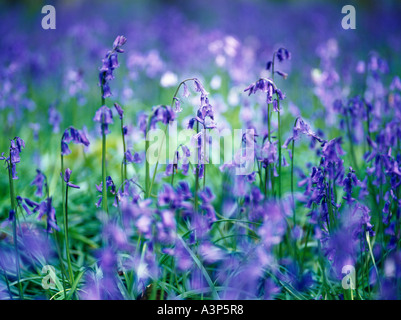 GLOCKENBLUMEN IM WALD FRÜHSOMMER DEN FOREST OF DEAN GLOUCESTERSHIRE UK Stockfoto