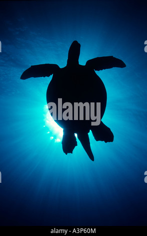 Grüne Schildkröte Chelonia Mydas Silhouette gegen die Sonne Sipadan Sabah Borneo Stockfoto