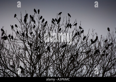 DOHLEN SCHLAFPLATZ IM BAUM AM SPÄTEN ABEND UK Stockfoto