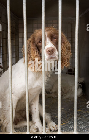 Hund im Käfig vor Fuchsjagd UK Stockfoto