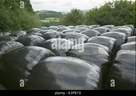 Ein Haufen von Plastiktüten versiegeln Heu für Silage in der Nähe von Brecon Powys South Wales UK Stockfoto