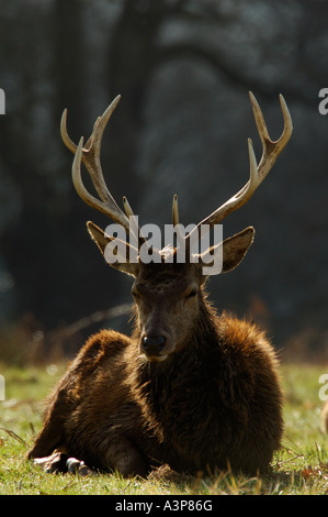 Rothirsch Cervus Elaphus Hirsch ruhen große Geweih Richmond Park Surrey UK Stockfoto