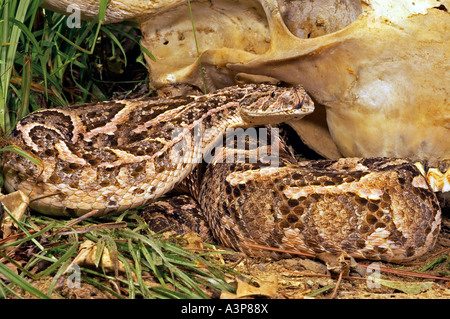 Blätterteig-Addierer Schlange Bitis Arietans Arietans Central South Africa Stockfoto
