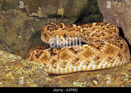 Western Diamondback Klapperschlange Crotalus Atrox USA Stockfoto