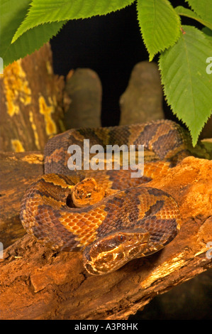 Cottonmouth Schlange Agkistrodon piscivorous Conanti Florida USA Stockfoto