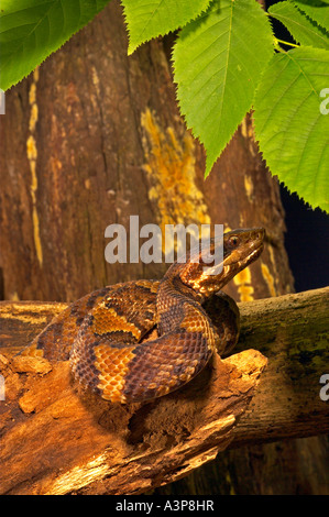 Cottonmouth Schlange Agkistrodon piscivorous Conanti Florida USA Stockfoto