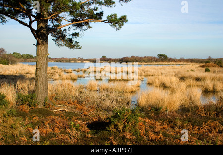 Kleines Meer Landschaft, Studland, Isle of Purbeck, Dorset, Großbritannien Stockfoto