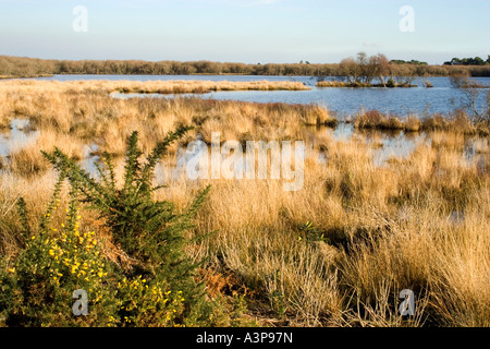 Kleines Meer, Studland, Isle of Purbeck, Dorset, Großbritannien Stockfoto