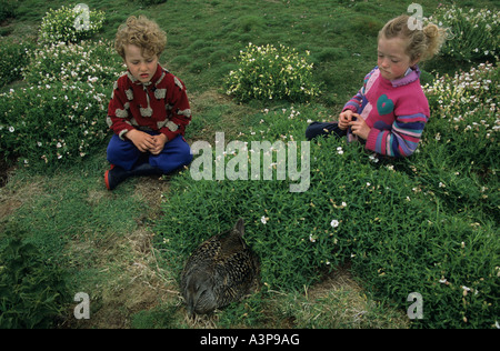 Kinder betrachten Eider nisten Schottland Model-Release Stockfoto