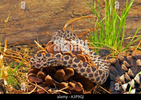 Altrosa Pygmy Rattlesnake Sistrurus Miliarius SE USA Stockfoto