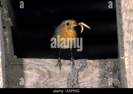 European Robin Erithacus Rubecula Perched in Öffnung mit Nahrung im Schnabel Stockfoto
