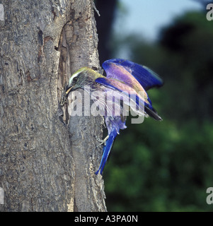 Rufous gekrönt Rolle Coracias Naevius Perched am Loch im Baumstamm mit Nahrung im Schnabel S Afrika Stockfoto