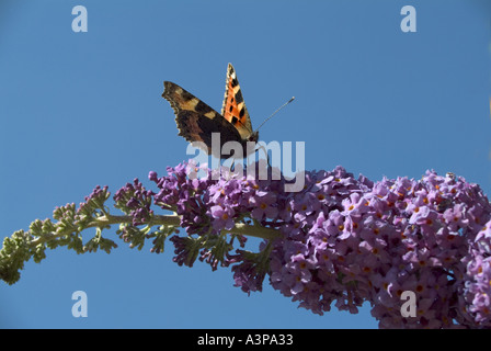 Red Admiral Schmetterling auf Sommerflieder Blume im englischen Garten Stockfoto