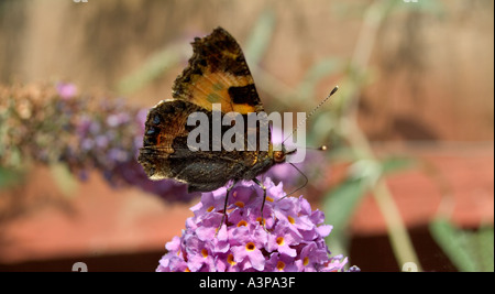 Red Admiral Schmetterling auf Sommerflieder Blume im englischen Garten Stockfoto