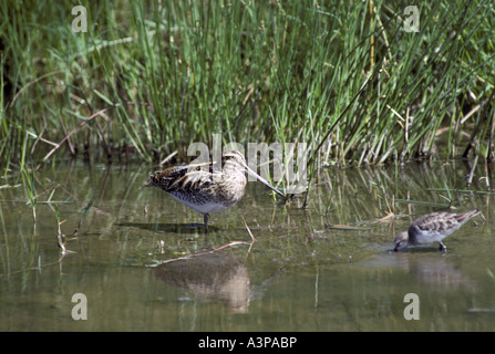 Afrikanische Snipe Gallinago nigripennis Stockfoto