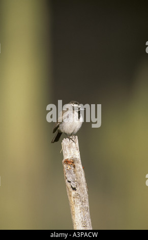 Black-Throated Spatz Amphispiza Bilineata männlich Stockfoto