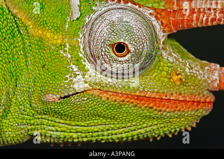 Usambara 3 Horn Chamäleon Chameleo Deremensis Afrika Stockfoto